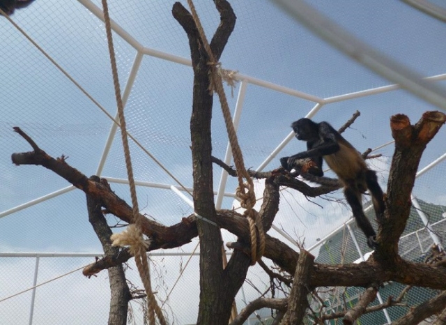 monos en el parque